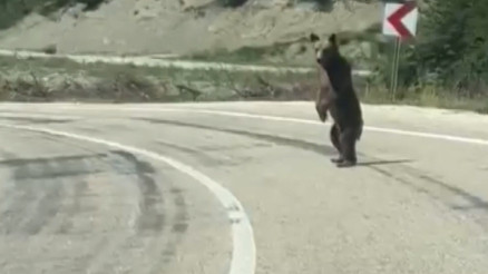 Yola inen ayı kamerada