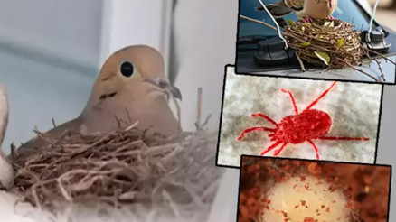 Duyduğum yoktu ne vakittir, bir kumru sesi penceremde...