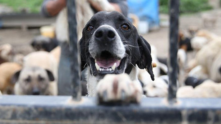 Sokak hayvanları için toplanın yardımları kendi hesaplarına geçirmişler 10 şüpheli tutuklandı