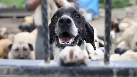 Sokak hayvanları için toplanan yardımları hesaplarına geçiren 10 şüpheli tutuklandı