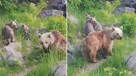 Nemrut Kalderası’nın maskot ayıları 1 yıl sonra yeniden ortaya çıktı