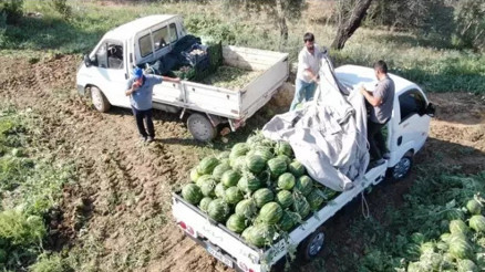 Çukurova’dan sonra Türkiye’nin gözü burada... Aydın karpuzu için pazarcılar gün doğmadan sıraya giriyor