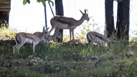 Ceylan ailesine 3 yeni üye