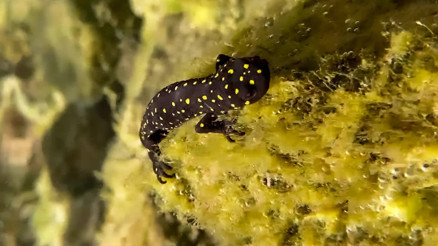 Nesli tükenme tehlikesi altındaki Türk semenderinin yüzlercesi su altında görüntülendi