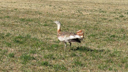 Dünyanın en büyük kuşu unvanına sahip Özellikle 4 ilimizde yaşıyor