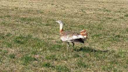 Dünyanın en büyük kuşu unvanına sahip Tedavisi tamamlanan toy kuşu doğaya salındı