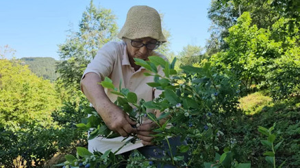 Emekli doktor, tüm birikimini yatırdığı mavi yemiş yetiştiriciliğini 14 yıldır sürdürüyor
