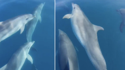 Amasrada teknesinin önünde yüzen yunusları görüntüledi