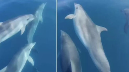 Teknesinin önünde yüzen yunusları görüntüledi
