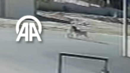 Köpeğini gezdiren kadına başka köpeklerin saldırması güvenlik kamerasında