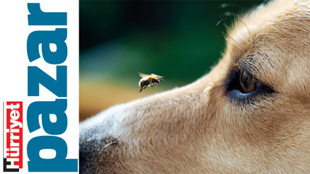 Patililer böceklere karşı Patililer böceklere karşı