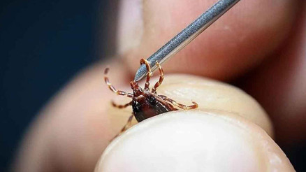 Keneden ölenlerin sayısı 10’a yükseldi