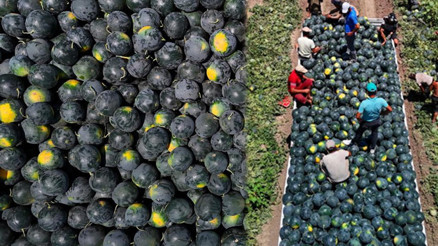 Adanada fiyatı 2,5 liraya kadar düştü