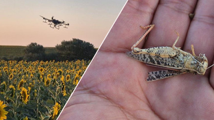 15 gün önce başladı resmen istila ettiler... Tekirdağda popülasyonu çok hızlı arttı