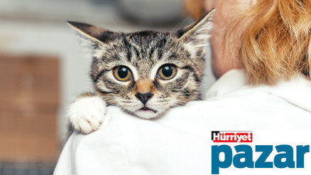 Geçici yuva olma rehberi