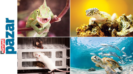 Hayvanlar her şeyin farkında mı