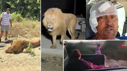 Antalyada kayıp aslan paniği yaşandı Saldırdığı kişi yaralandı: Mücadele ettik boğuştuk Antalyada kayıp aslan paniği yaşandı Saldırdığı kişi yaralandı: Mücadele ettik boğuştuk
