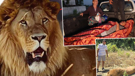 Antalya’da ‘Zeus’ paniği... Kaçan aslanı avcılar vurdu Antalya’da ‘Zeus’ paniği... Kaçan aslanı avcılar vurdu