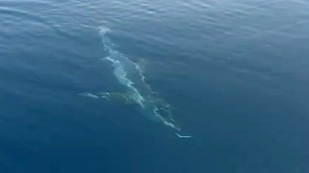 Erikli sahili açıklarında köpekbalığı görüntülendi