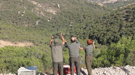 Sosyal medyada esprili paylaşımlarla gündem olmuşlardı... Bin 500 tanesi daha doğaya salındı