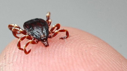 Tokatta kene kabusu 3 kişi hastaneye başvurdu