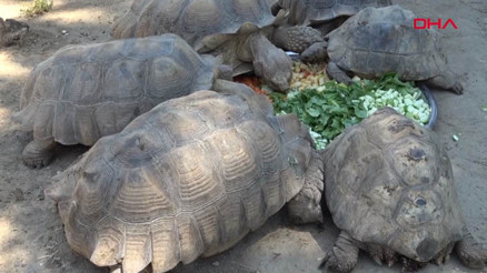 Bursa Hayvanat Bahçesi’ndeki kaplumbağalara serpme kahvaltı