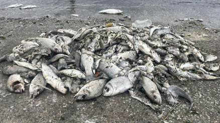 İzmir Körfezinde büyük tehlike Uzman isim Yakında başlayacak deyip uyardı