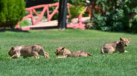 Cumhurbaşkanı Erdoğanın aslanlarına isim aranıyor: Sosyal medya üzerinden anket yapılacak