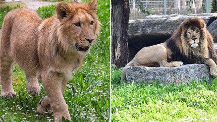 İzmirde aslan dehşeti Aslanların lideri öldürdü