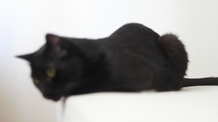 Bu kedi yeni virüsleri keşfediyor Bu kedi yeni virüsleri keşfediyor