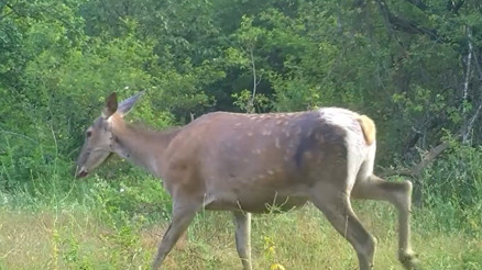 Bursada fotokapanlara takıldı Zarif adımlarla süzülen bir siluet…