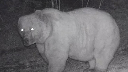 Küre Dağlarındaki fotokapana yansıdı: Ormanda kulağı olmayan bir dev