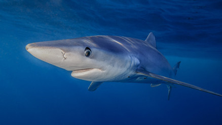 Marmara Denizi’nde oksijen bitiyor Köpek balıkları ve vatozlar kıyılara gelmeye başladı… Şimdi ne olacak Marmara Denizi’nde oksijen bitiyor Köpek balıkları ve vatozlar kıyılara gelmeye başladı… Şimdi ne olacak