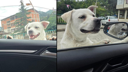 Pitbull görünümlü köpek sosyal medyada gündem oldu