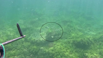 Marmara Denizi’nde bir ilk yaşandı Canlı bir şekilde ilk defa görüntülendi