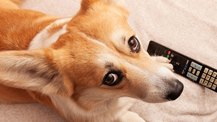 Köpeğiniz televizyonda ne izlemeyi seviyor Bilim açıklıyor Köpeğiniz televizyonda ne izlemeyi seviyor Bilim açıklıyor