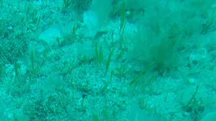 Avustralyanın güneyinde doğal afet alanı ilan edilmesi talep edildi Avustralyanın güneyinde doğal afet alanı ilan edilmesi talep edildi