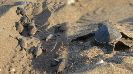 Mersinde bu yılın ilk buluşması gerçekleşti Kokusunu kesinlikle bırakıp gitmeli Mersinde bu yılın ilk buluşması gerçekleşti Kokusunu kesinlikle bırakıp gitmeli