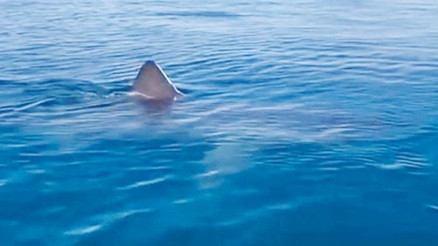 Bizim Jaws’lar ısırmaz