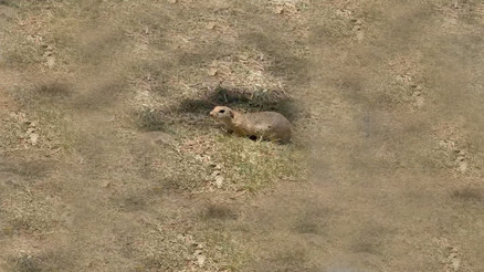 Daha önce bisküvi yediği anlar kaydedilmişti... Bir kez daha görüntülendi