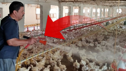 Tavuklarını sıcaktan korumak için bulduğu yöntem şaşkına çeviriyor