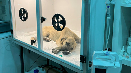 Sosyal medyayı ayağa kaldıran olay | Sopayla dövülen yavru köpekten üzen haber: Hayati tehlikesi var