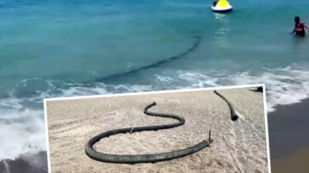 Şaşkına çeviren manzara Antalyada sahile vurdu: 500 metre uzunluğunda