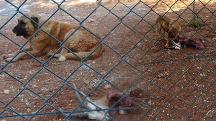 Üniversite yönetimi, sayıları artsın diye koruma altına almıştı | Köpekler tarafından telef edildi