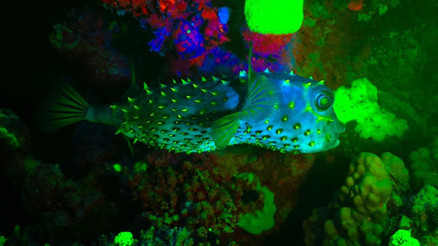 Su altındaki biyolojik ışıma Kızıldenizde kayıt altına alındı