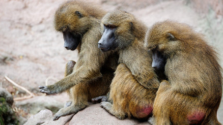 Nürnberg Hayvanat Bahçesinde 12 maymun öldürüldü Başka seçeneğimiz yoktu