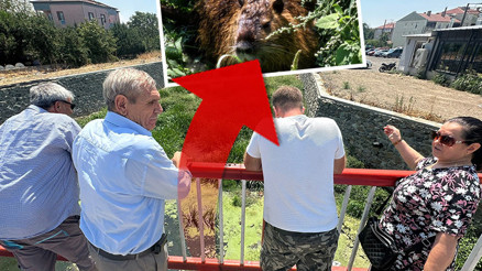 Kürkleri için çiftliklerde yetiştiriliyorlar Su taşkınıyla Edirneye geldiler: Görenler şaşkınlıkla izliyor Kürkleri için çiftliklerde yetiştiriliyorlar Su taşkınıyla Edirneye geldiler: Görenler şaşkınlıkla izliyor