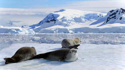 Gece hiç bitmiyor: Antarktika’da güneşin batmadığı büyüleyici yaz mevsimi