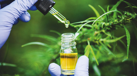 Kenevir eczanelerde satılacak... Kronik ağrılara deva olacak