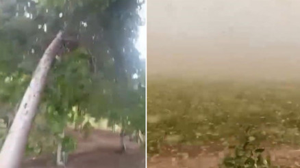 Sıcaklık rekoru kırılan kentte fırtına etkili oldu Ağaçlar yerinden söküldü